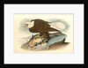 White-headed Sea Eagle, or Bald Eagle by John James Audubon