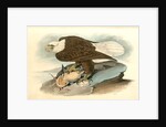 White-headed Sea Eagle, or Bald Eagle by John James Audubon