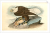 White-headed Sea Eagle, or Bald Eagle by John James Audubon
