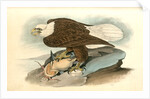 White-headed Sea Eagle, or Bald Eagle by John James Audubon