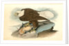 White-headed Sea Eagle, or Bald Eagle by John James Audubon