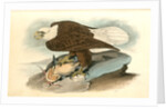 White-headed Sea Eagle, or Bald Eagle by John James Audubon