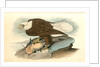 White-headed Sea Eagle, or Bald Eagle by John James Audubon