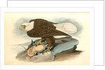 White-headed Sea Eagle, or Bald Eagle by John James Audubon
