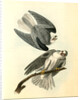 Black-shouldered Elanus by John James Audubon