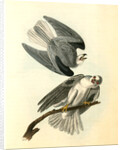 Black-shouldered Elanus by John James Audubon
