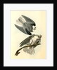 Black-shouldered Elanus by John James Audubon