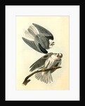 Black-shouldered Elanus by John James Audubon