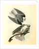 Black-shouldered Elanus by John James Audubon