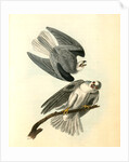 Black-shouldered Elanus by John James Audubon