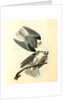 Black-shouldered Elanus by John James Audubon