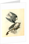 Black-shouldered Elanus by John James Audubon