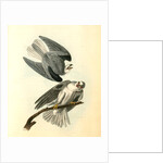 Black-shouldered Elanus by John James Audubon