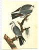 Mississipi Kite by John James Audubon
