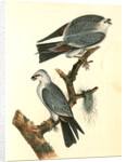 Mississipi Kite by John James Audubon