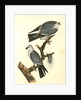 Mississipi Kite by John James Audubon