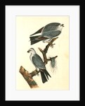 Mississipi Kite by John James Audubon