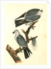 Mississipi Kite by John James Audubon