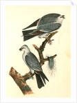 Mississipi Kite by John James Audubon
