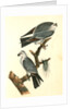 Mississipi Kite by John James Audubon