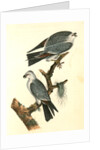 Mississipi Kite by John James Audubon