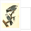 Mississipi Kite by John James Audubon