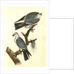 Mississipi Kite by John James Audubon