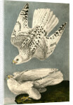 Iceland or Gyr Falcon by John James Audubon