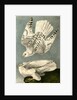Iceland or Gyr Falcon by John James Audubon