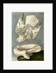Iceland or Gyr Falcon by John James Audubon