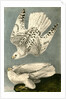 Iceland or Gyr Falcon by John James Audubon