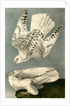 Iceland or Gyr Falcon by John James Audubon