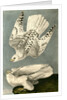 Iceland or Gyr Falcon by John James Audubon