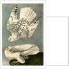 Iceland or Gyr Falcon by John James Audubon