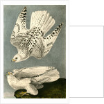 Iceland or Gyr Falcon by John James Audubon