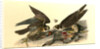 Peregrine Falcon by John James Audubon