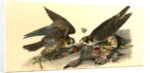 Peregrine Falcon by John James Audubon