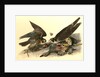 Peregrine Falcon by John James Audubon