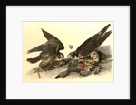 Peregrine Falcon by John James Audubon