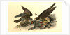 Peregrine Falcon by John James Audubon