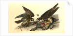 Peregrine Falcon by John James Audubon