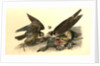Peregrine Falcon by John James Audubon