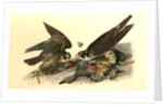 Peregrine Falcon by John James Audubon