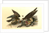 Peregrine Falcon by John James Audubon