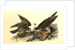 Peregrine Falcon by John James Audubon