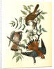 Sparrow Hawk by John James Audubon