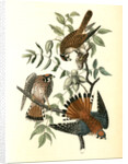 Sparrow Hawk by John James Audubon