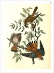 Sparrow Hawk by John James Audubon