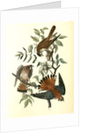Sparrow Hawk by John James Audubon