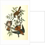 Sparrow Hawk by John James Audubon